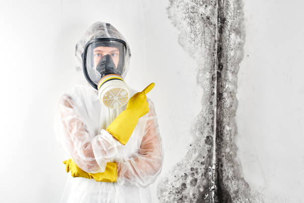 Best Commercial Mold Inspection  in Emigsville, PA