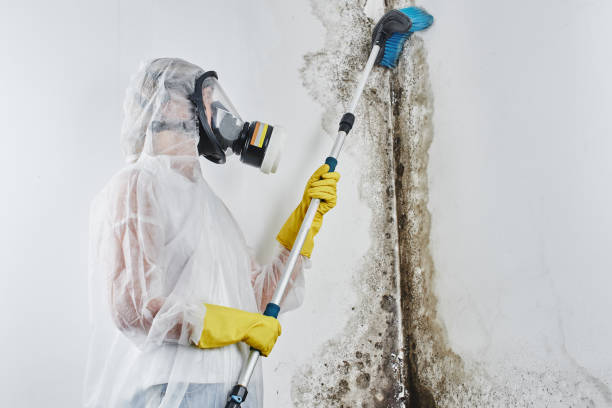 Best Attic Mold Removal  in Emigsville, PA