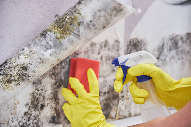 Best Mold Damage Restoration  in Emigsville, PA